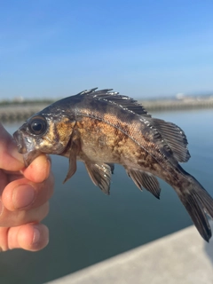 メバルの釣果