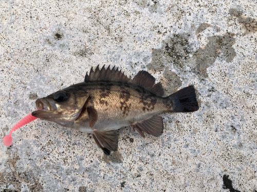 メバルの釣果