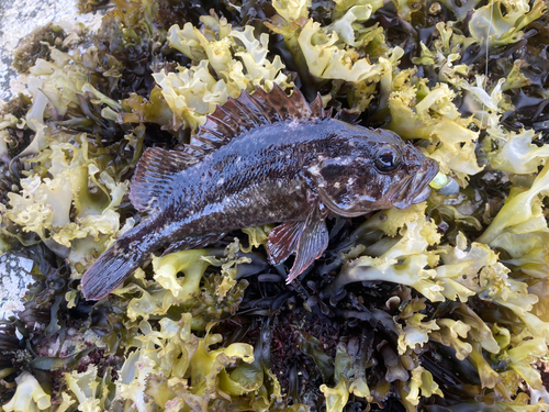 ムラソイの釣果