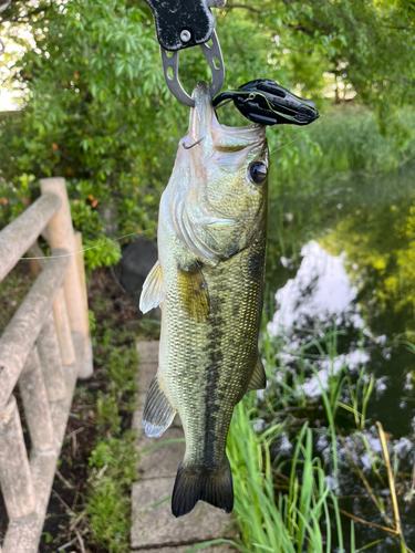 ラージマウスバスの釣果