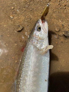 アメマスの釣果