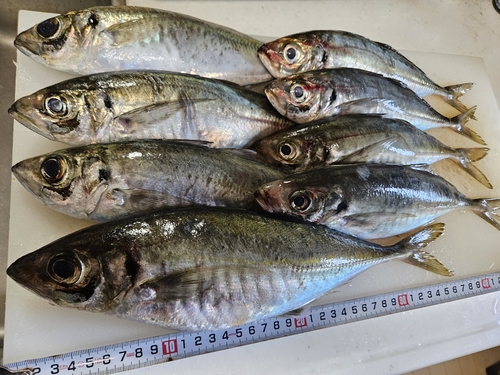 アジの釣果