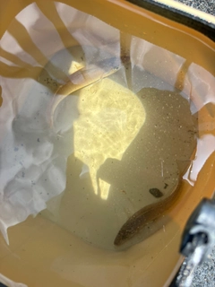 シロギスの釣果