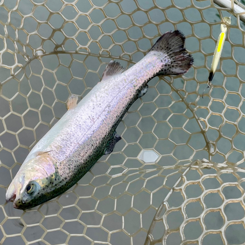 ニジマスの釣果