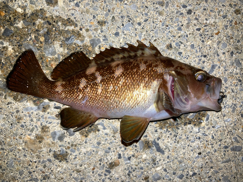 エゾメバルの釣果