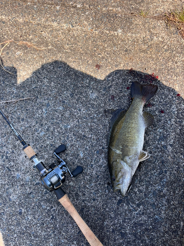 スモールマウスバスの釣果