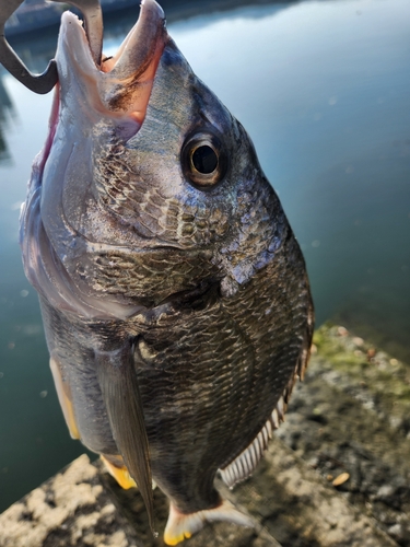 キビレの釣果