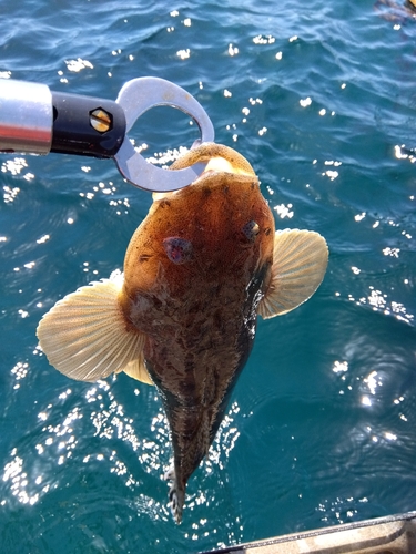 マゴチの釣果