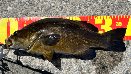 スモールマウスバスの釣果