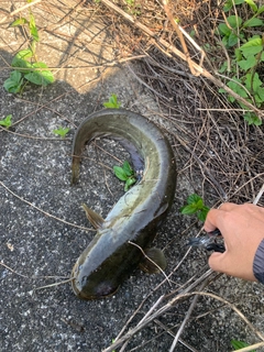 ナマズの釣果