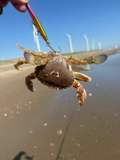 ワタリガニの釣果