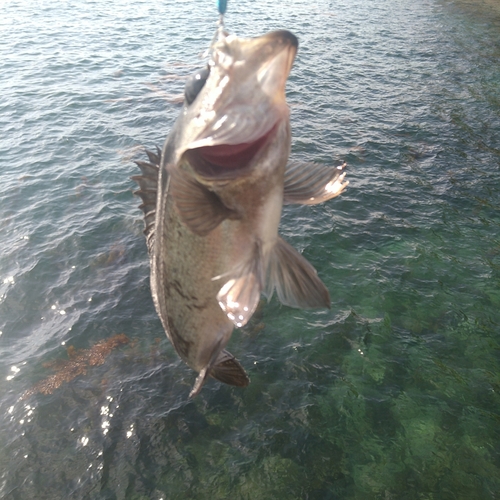 シロメバルの釣果