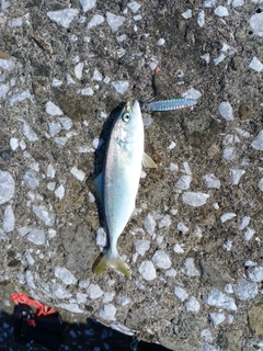 ワカナゴの釣果