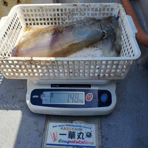 アオリイカの釣果