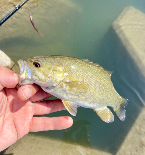 スモールマウスバスの釣果