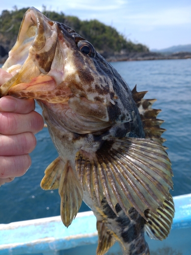 ベッコウゾイの釣果