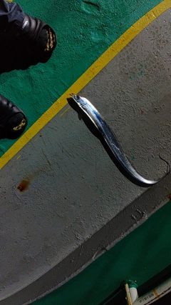 タチウオの釣果