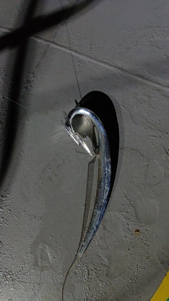 タチウオの釣果