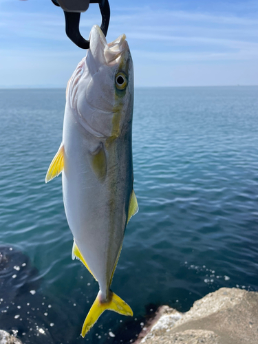 イナダの釣果