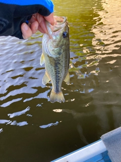 ラージマウスバスの釣果