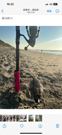 マゴチの釣果