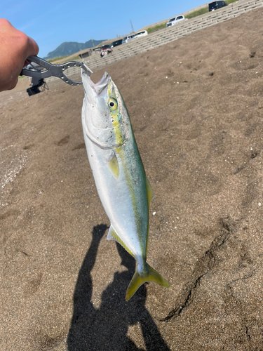 イナダの釣果