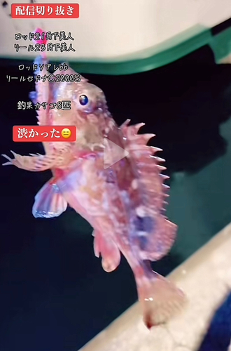 カサゴの釣果