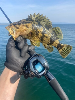 ベッコウゾイの釣果