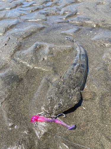 マゴチの釣果