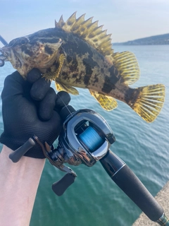 ベッコウゾイの釣果