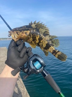 ベッコウゾイの釣果