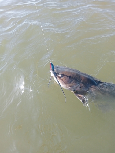 アメリカナマズの釣果