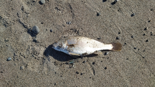 ニベの釣果