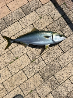 ハマチの釣果