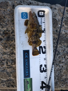 タケノコメバルの釣果