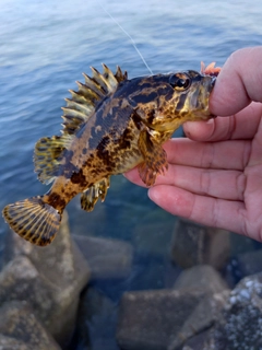 タケノコメバルの釣果
