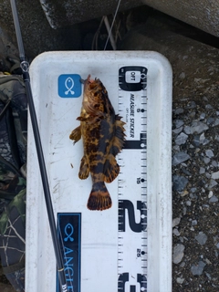 タケノコメバルの釣果