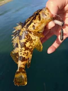 タケノコメバルの釣果
