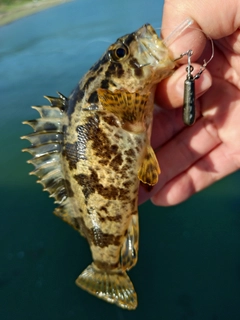 タケノコメバルの釣果