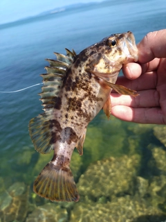 タケノコメバルの釣果