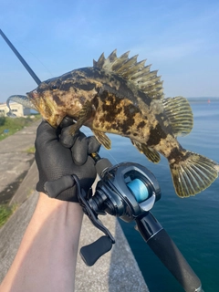 ベッコウゾイの釣果