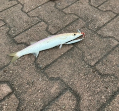 カマスの釣果