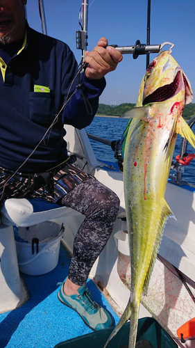 シイラの釣果