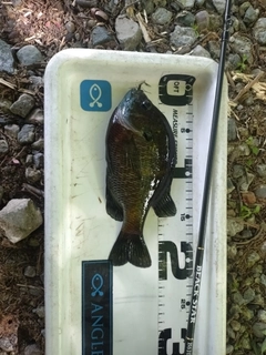 ブルーギルの釣果