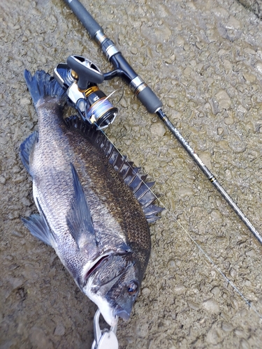 クロダイの釣果