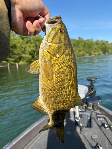 スモールマウスバスの釣果