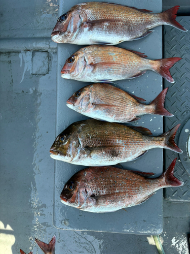 マダイの釣果