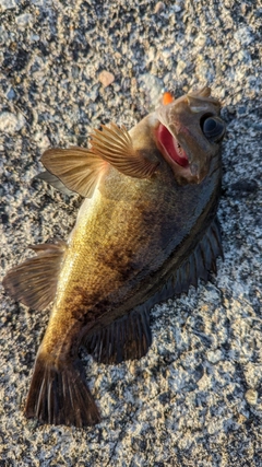 メバルの釣果