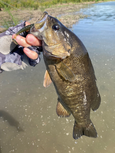 スモールマウスバスの釣果