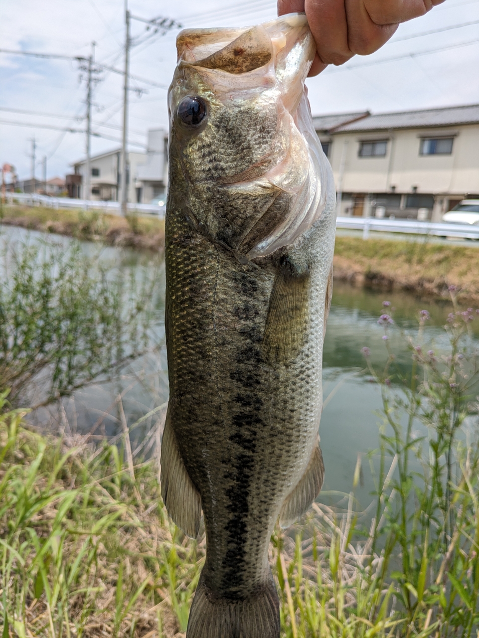 ブラックバス